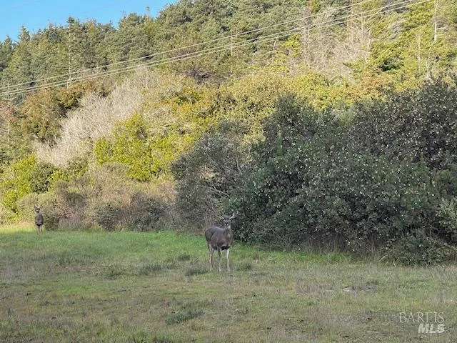 a close up of a tree in a yard