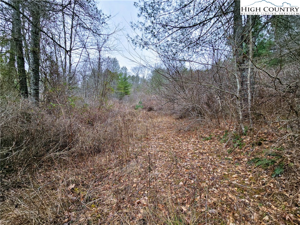 Phipps Road Sparta, NC 28675 - Photo 14 of 18 Gallery Image 14