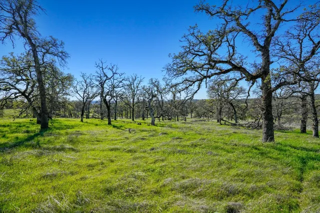 a view of field with trees