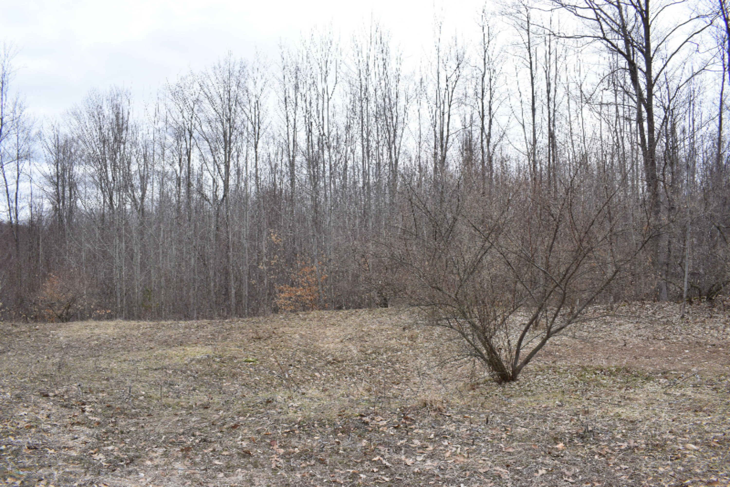 5687 Scott Road Manistee, MI 49660 - Photo 4 of 26 DSC_0023