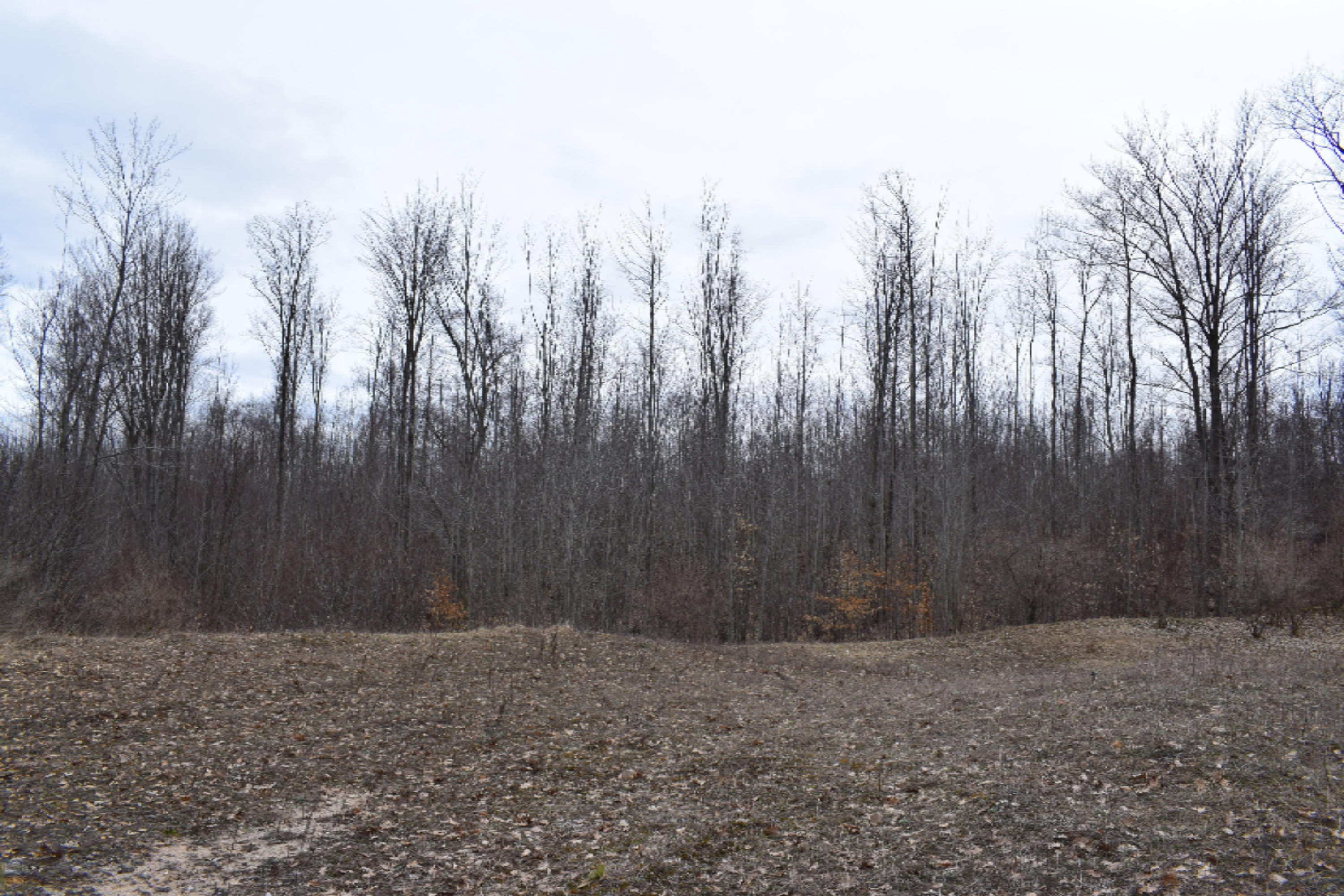 5687 Scott Road Manistee, MI 49660 - Photo 6 of 26 DSC_0025