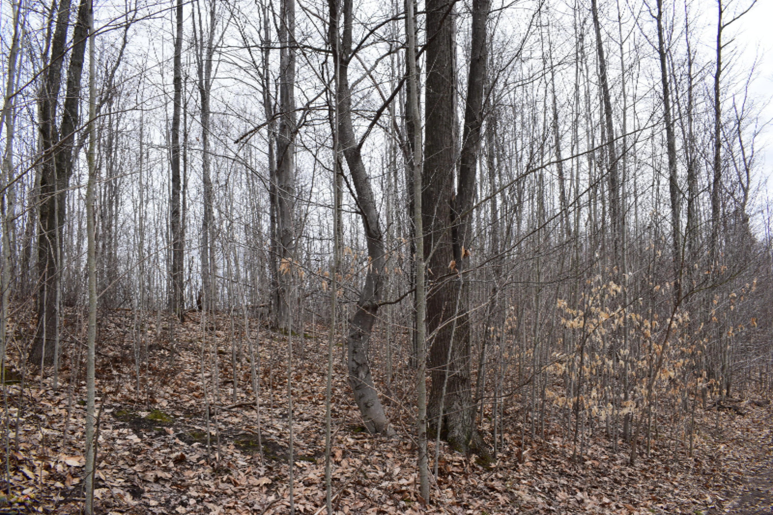 5687 Scott Road Manistee, MI 49660 - Photo 7 of 26 DSC_0026