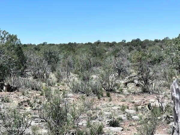 a view of a forest with lots of trees