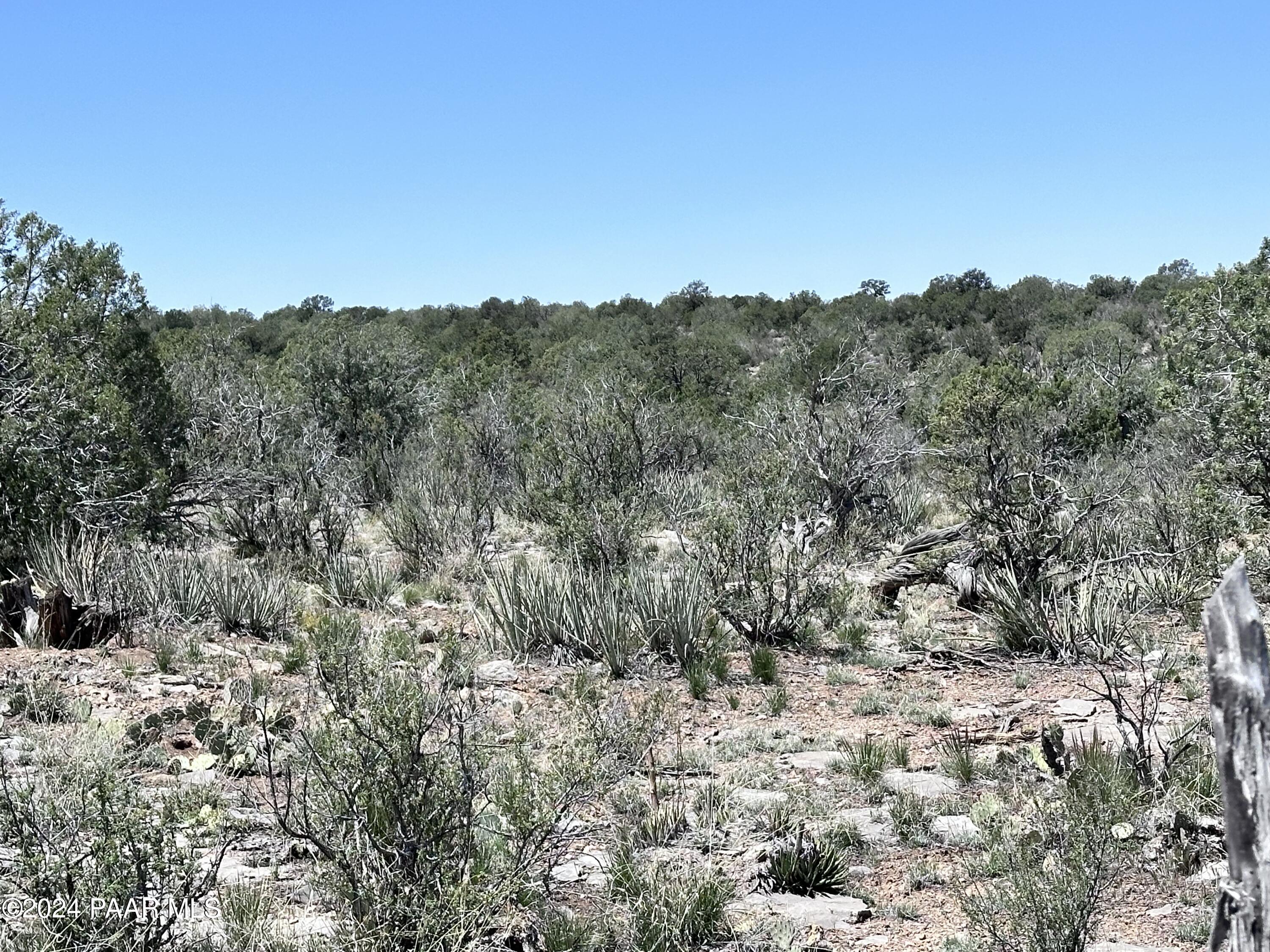K North Peaceful Hill Road Seligman, AZ 86337 - Photo 11 of 18 a view of a forest with lots of trees