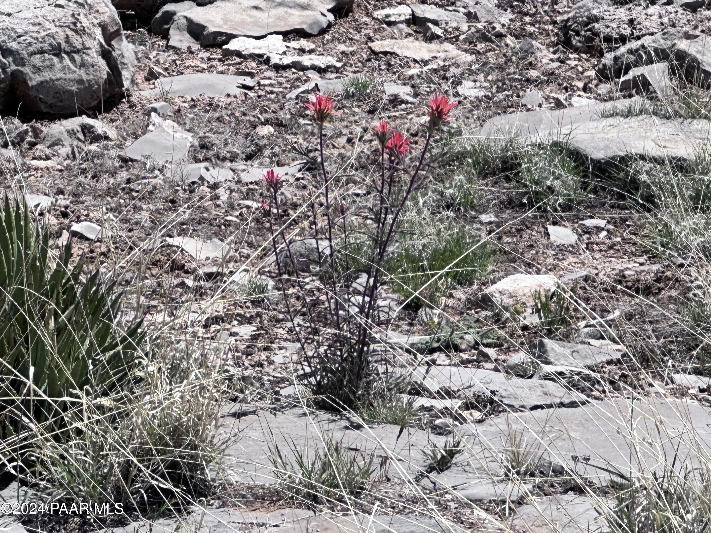 K North Peaceful Hill Road Seligman, AZ 86337 - Photo 18 of 18 a view of a dry yard