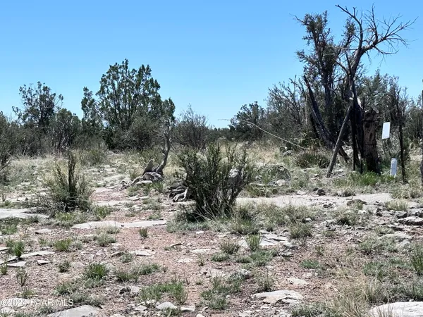 a view of a forest with trees