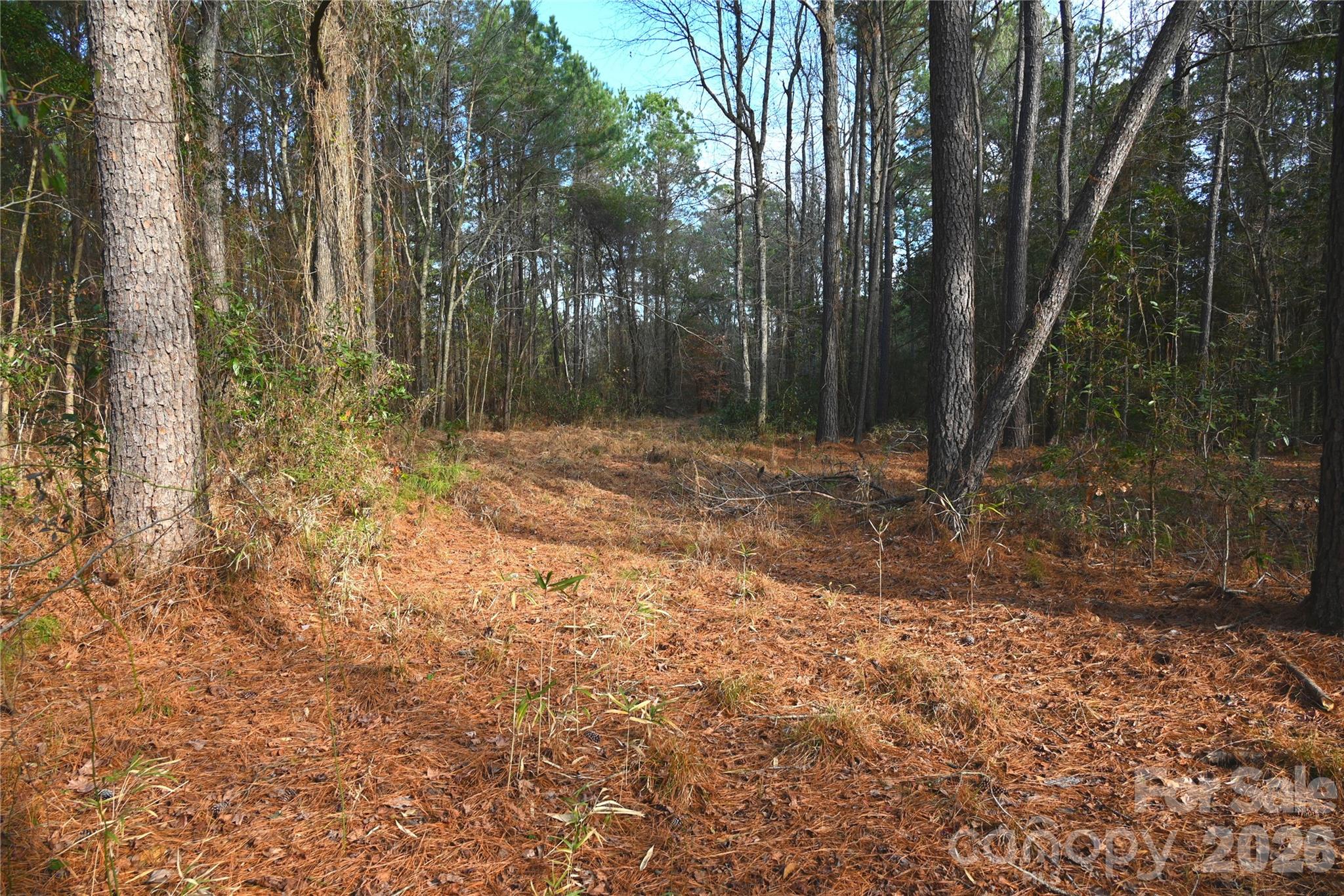 0 Mattocks Road Maysville, NC 28555 - Photo 11 of 25 a view of backyard with green space