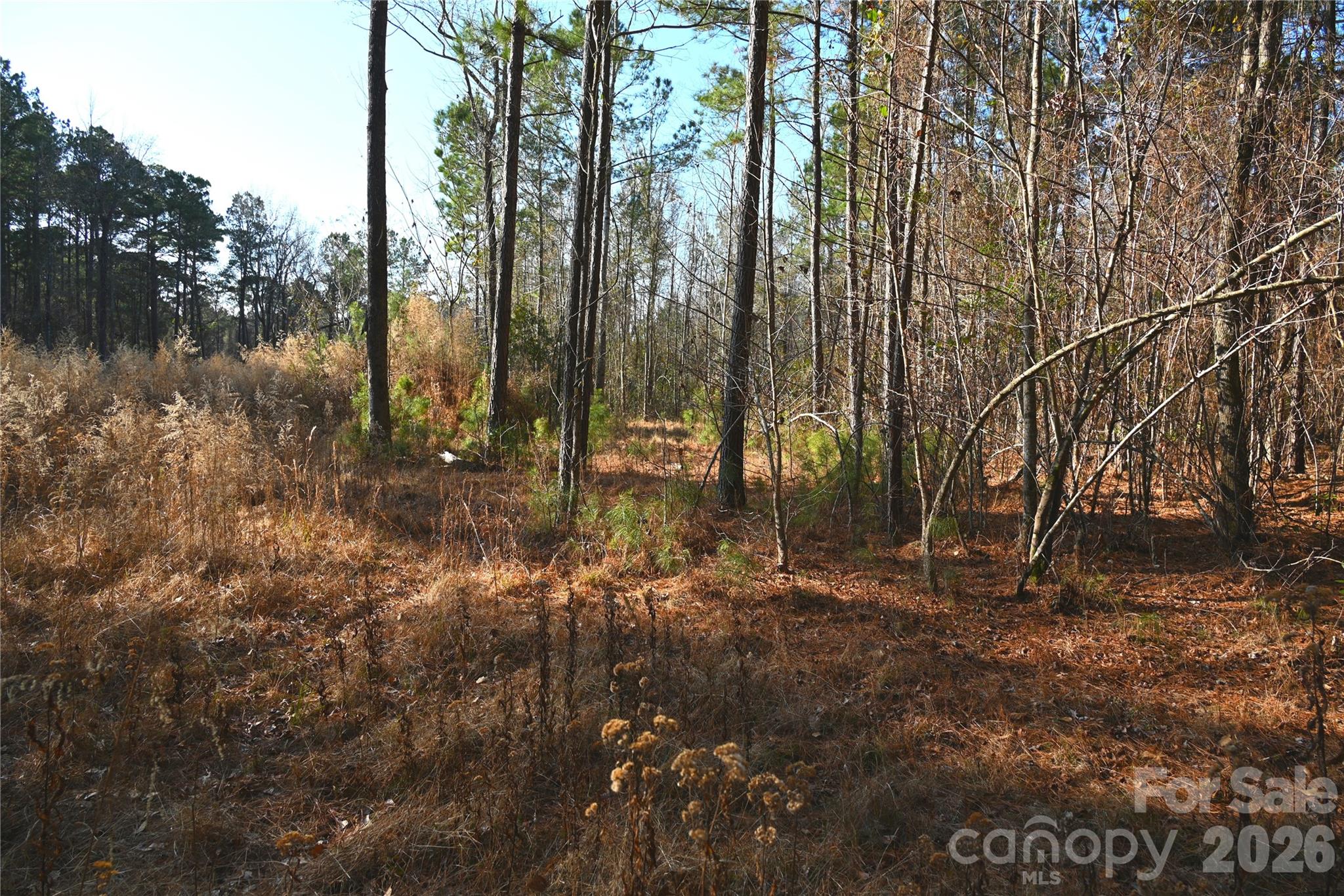0 Mattocks Road Maysville, NC 28555 - Photo 12 of 25 a view of backyard of green space