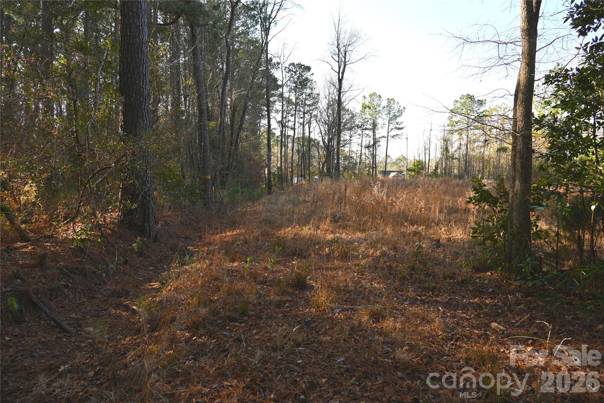 0 Mattocks Road Maysville, NC 28555 - Photo 13 of 25 a view of a forest with trees