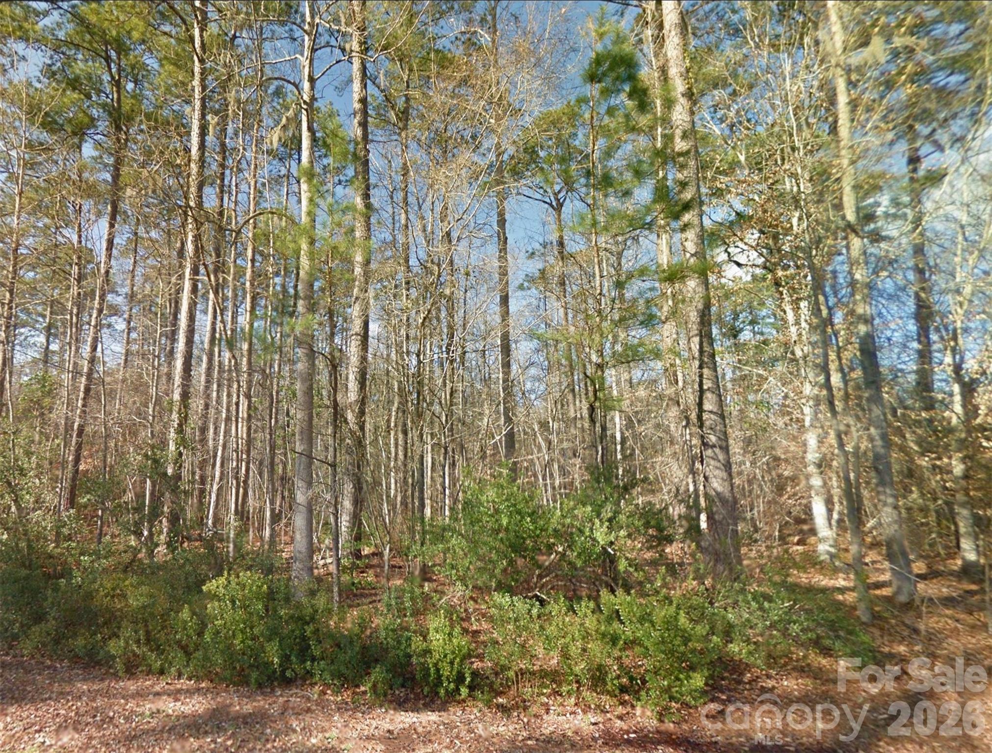0 Mattocks Road Maysville, NC 28555 - Photo 5 of 25 a view of a garden with plants