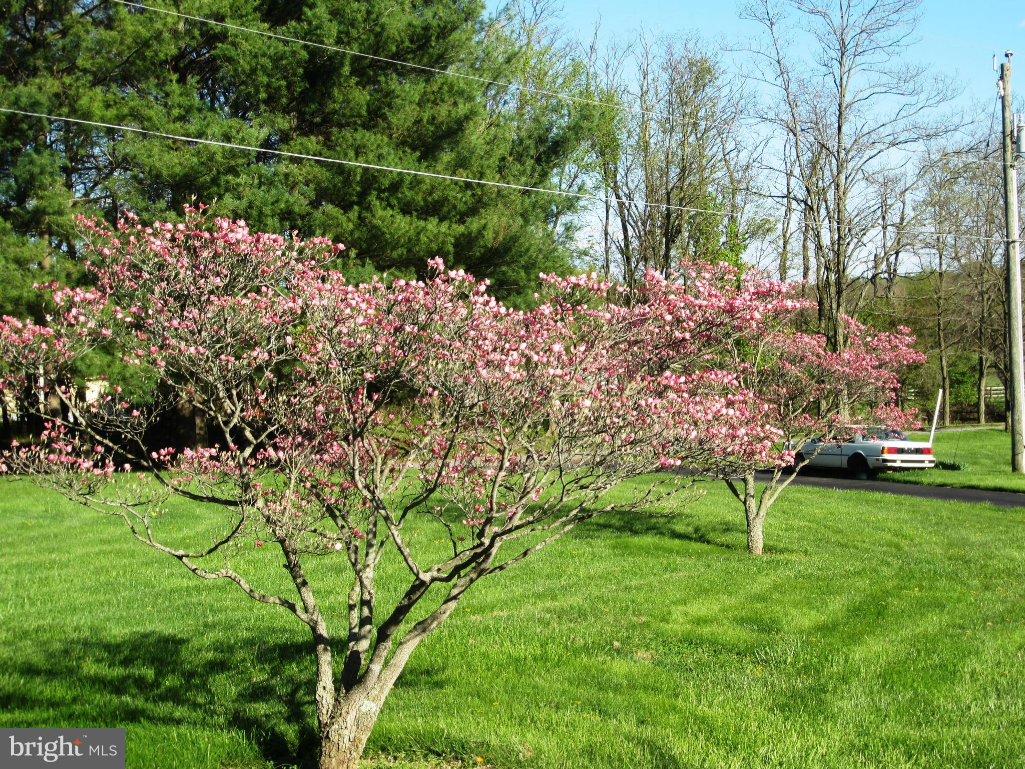 39159 Rodeffer Road Lovettsville, VA 20180 - Photo 2 of 30 Beautiful Landscaping and Trees