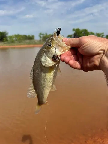 $950,000 | 81 County Road 154, Tuscola, TX 79562