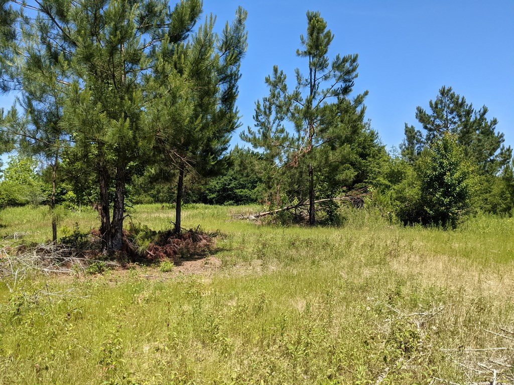 0 New Hope Church Road Foxworth, MS 39483 - Photo 12 of 26 Photo 12