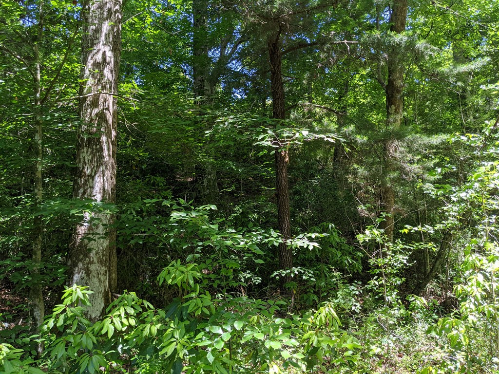 0 New Hope Church Road Foxworth, MS 39483 - Photo 14 of 26 Photo 14
