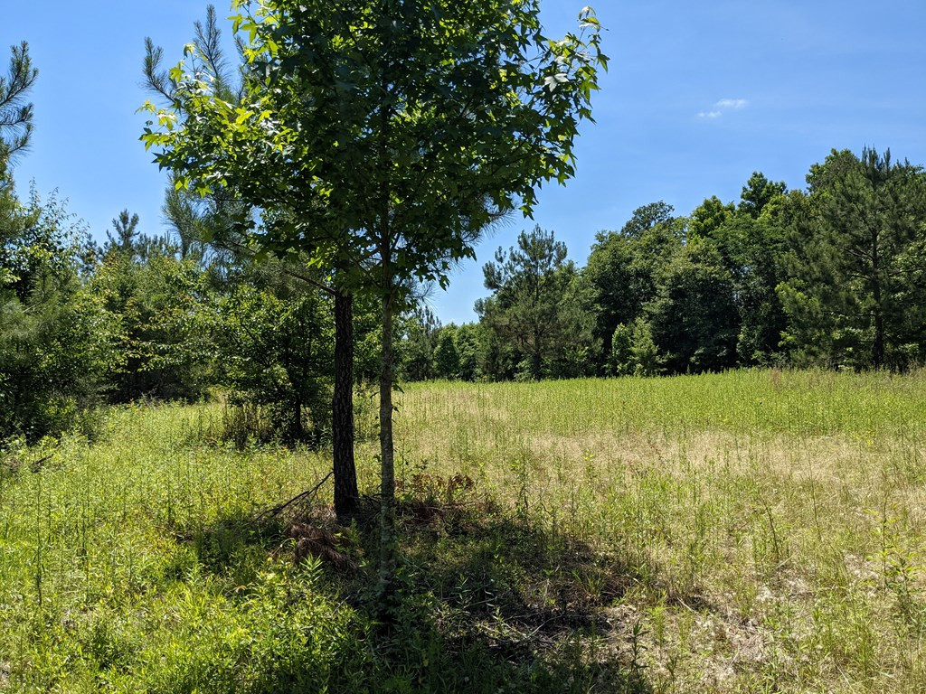 0 New Hope Church Road Foxworth, MS 39483 - Photo 4 of 26 Photo 4
