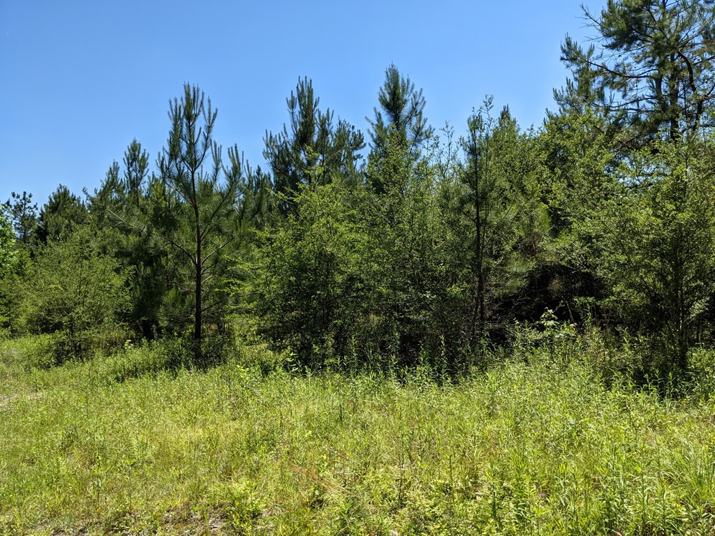 0 New Hope Church Road Foxworth, MS 39483 - Photo 5 of 26 Photo 5