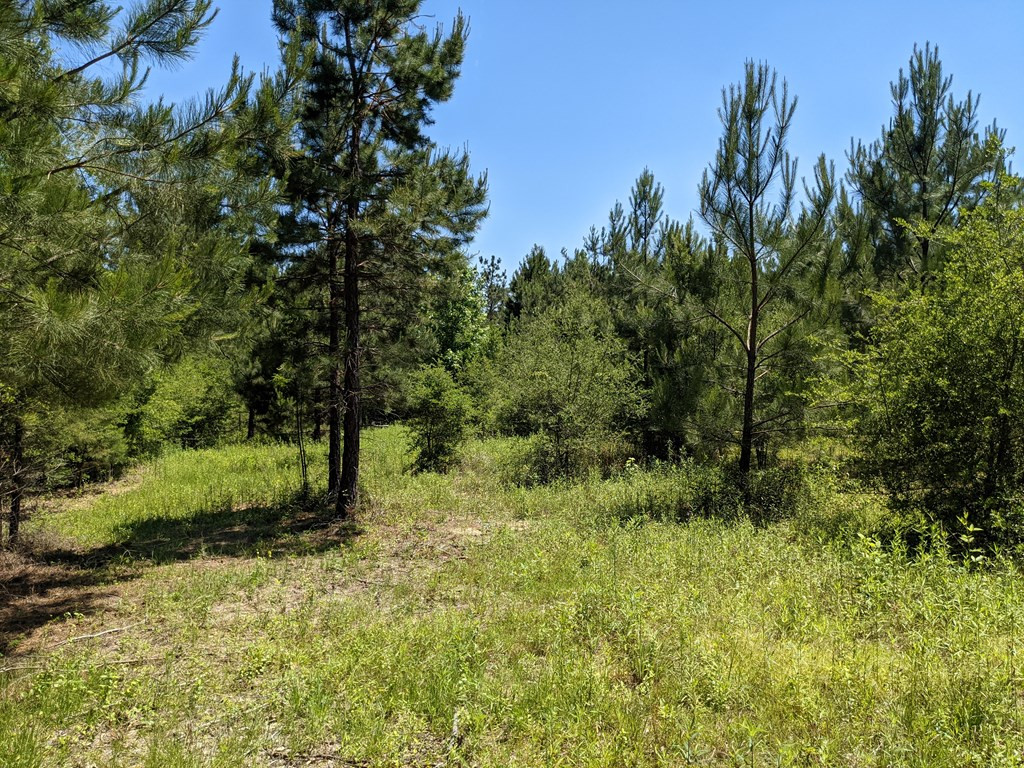 0 New Hope Church Road Foxworth, MS 39483 - Photo 6 of 26 Photo 6