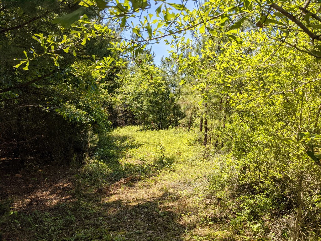 0 New Hope Church Road Foxworth, MS 39483 - Photo 8 of 26 Photo 8
