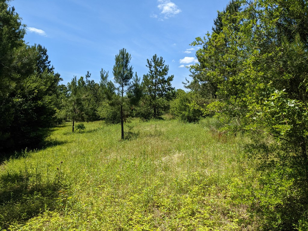0 New Hope Church Road Foxworth, MS 39483 - Photo 9 of 26 Photo 9