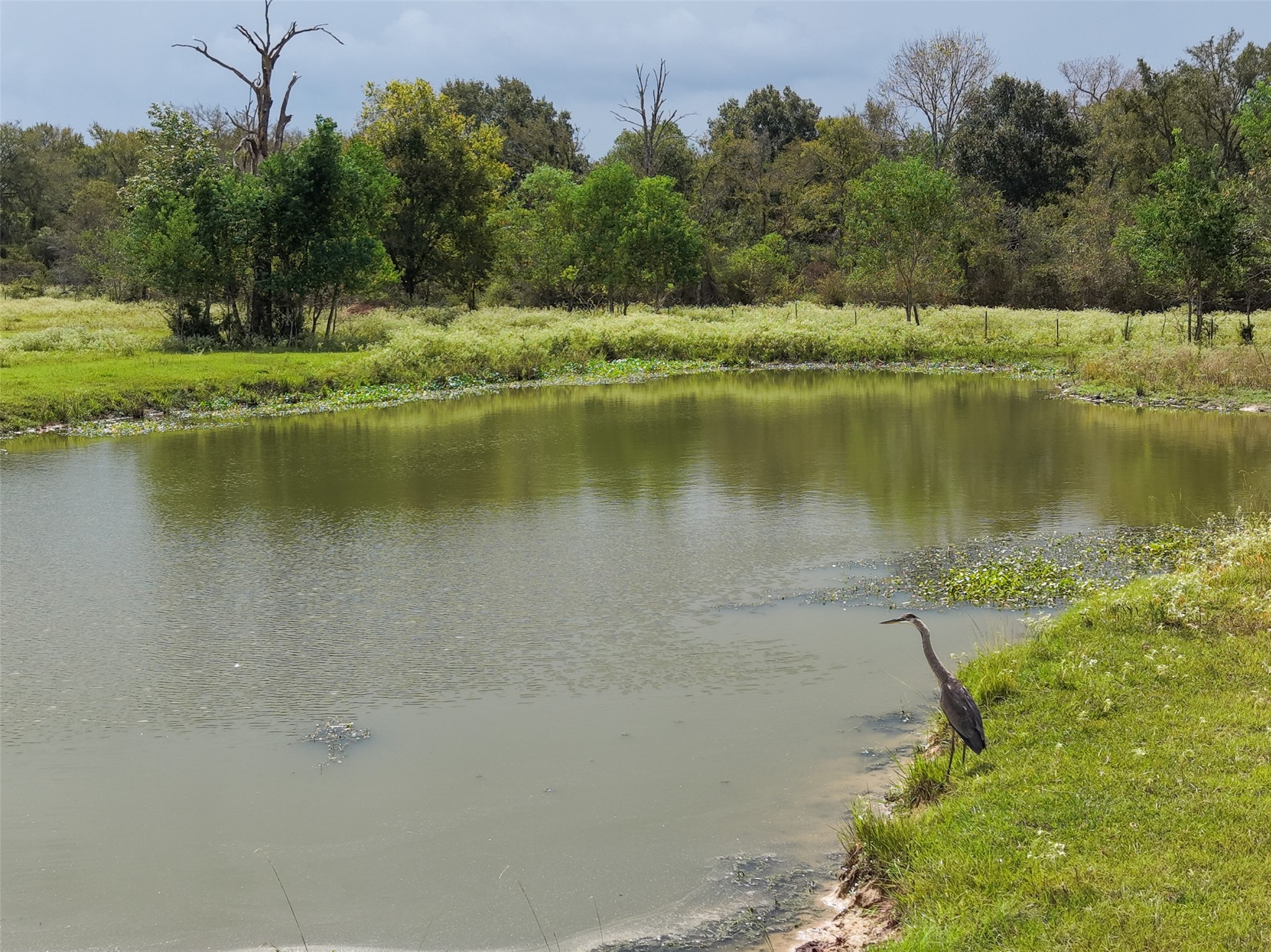 38021 Wiggins Road Hempstead, TX 77445 - Photo 12 of 19 Closer view of the pond and surrounding greenery, providing a picturesque natural feature within the property.