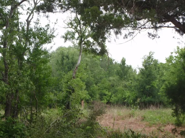 a view of a lush green forest with lots of trees