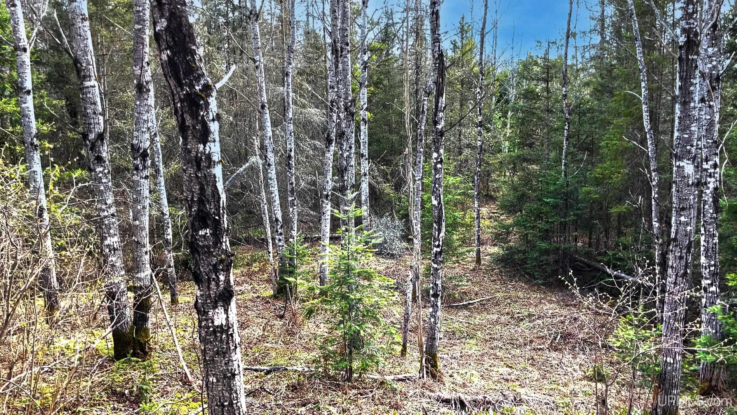 Tbd Bone Lake Road Crystal Falls, MI 49920 - Photo 5 of 11 Gallery Image 5