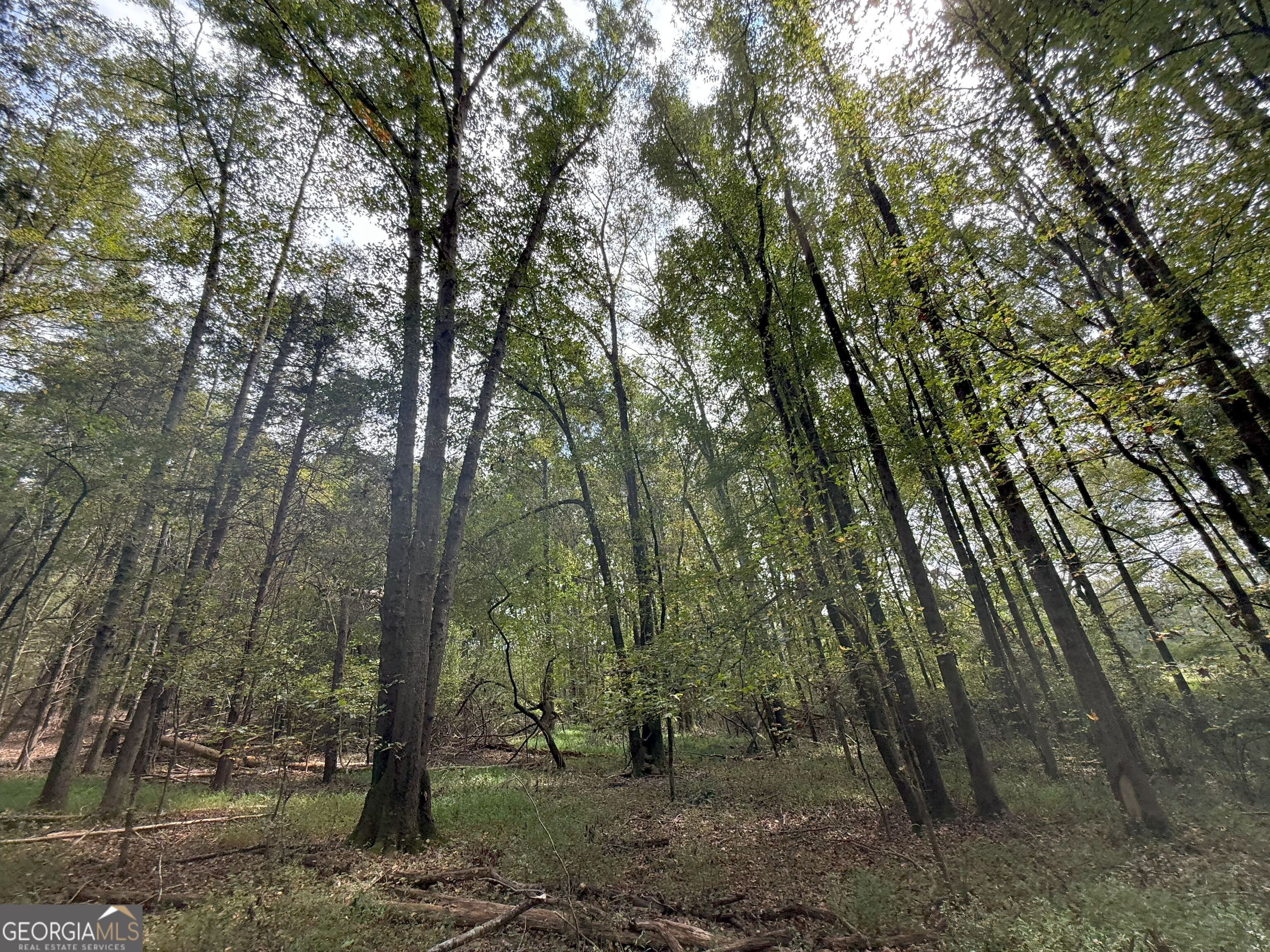 4 Jefferson River Road Athens, GA 30607 - Photo 11 of 30 a view of a forest with trees in the background