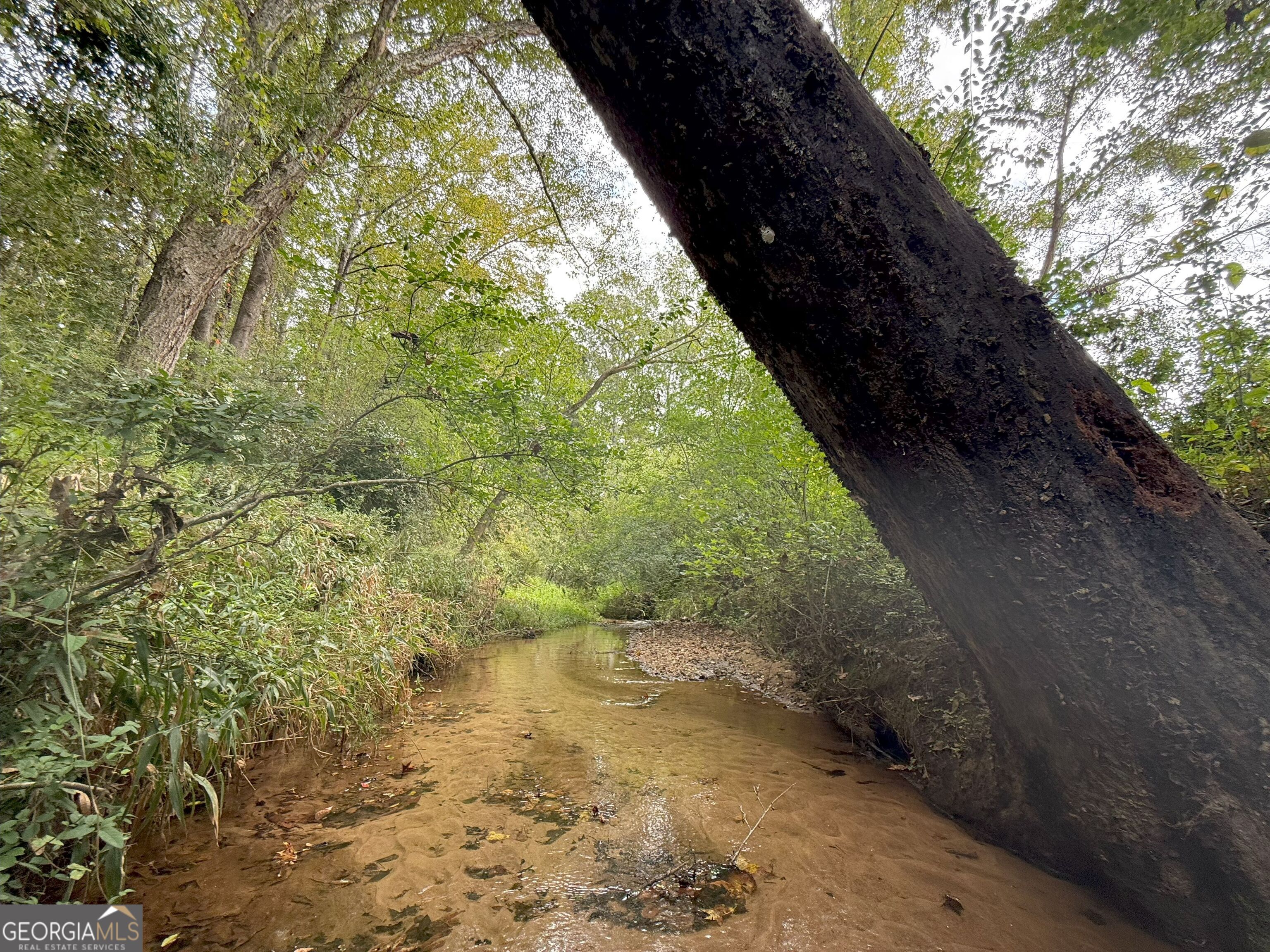 4 Jefferson River Road Athens, GA 30607 - Photo 14 of 30 a view of a yard with plants and large trees