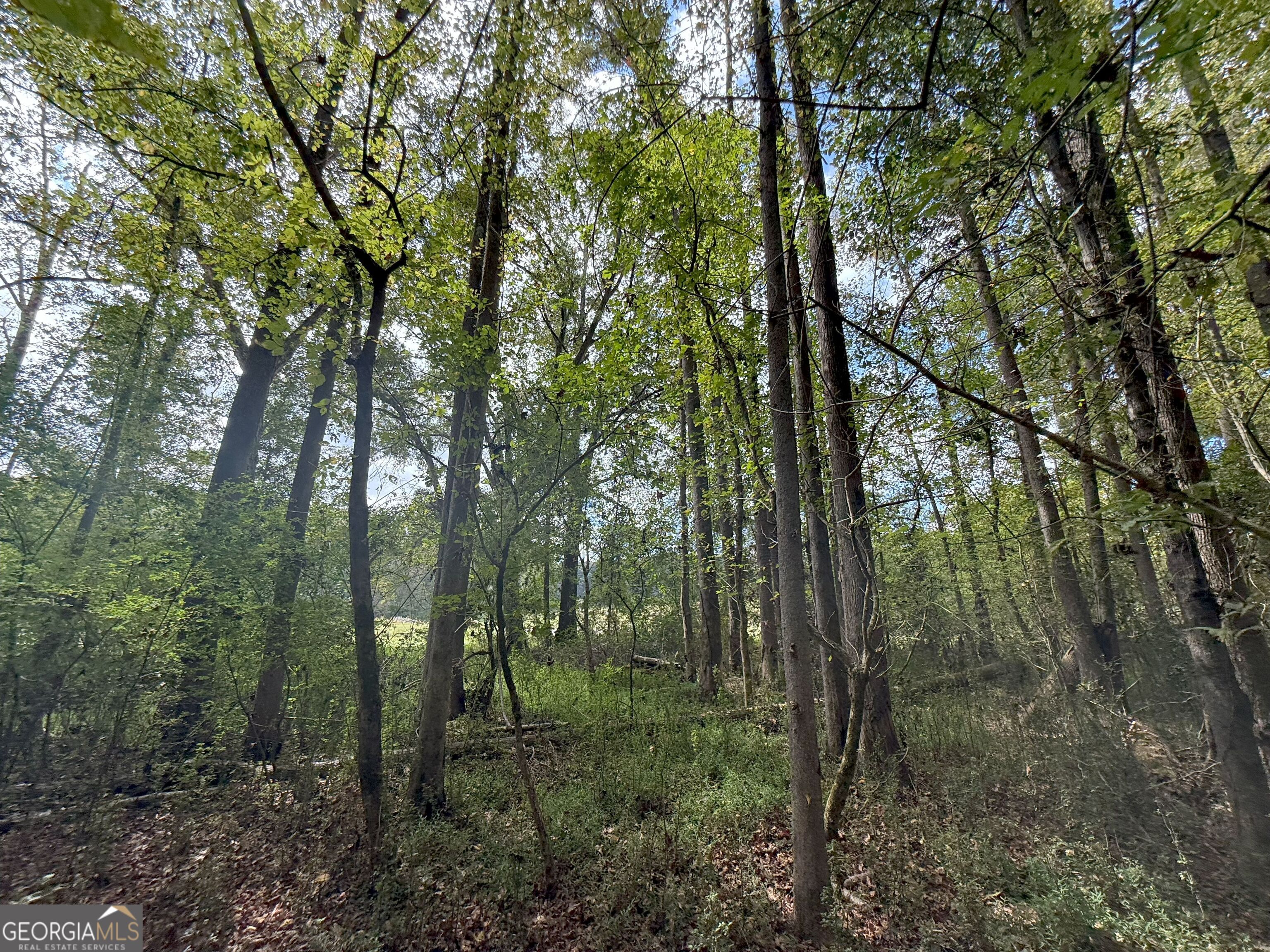 4 Jefferson River Road Athens, GA 30607 - Photo 15 of 30 a view of forest