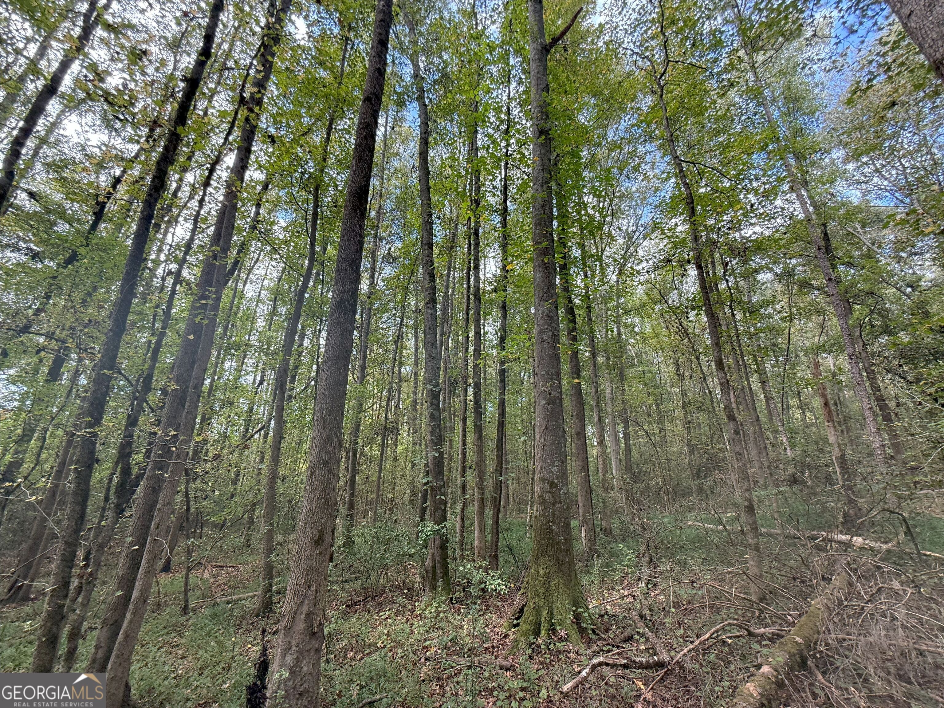 4 Jefferson River Road Athens, GA 30607 - Photo 18 of 30 a view of a forest that has large trees