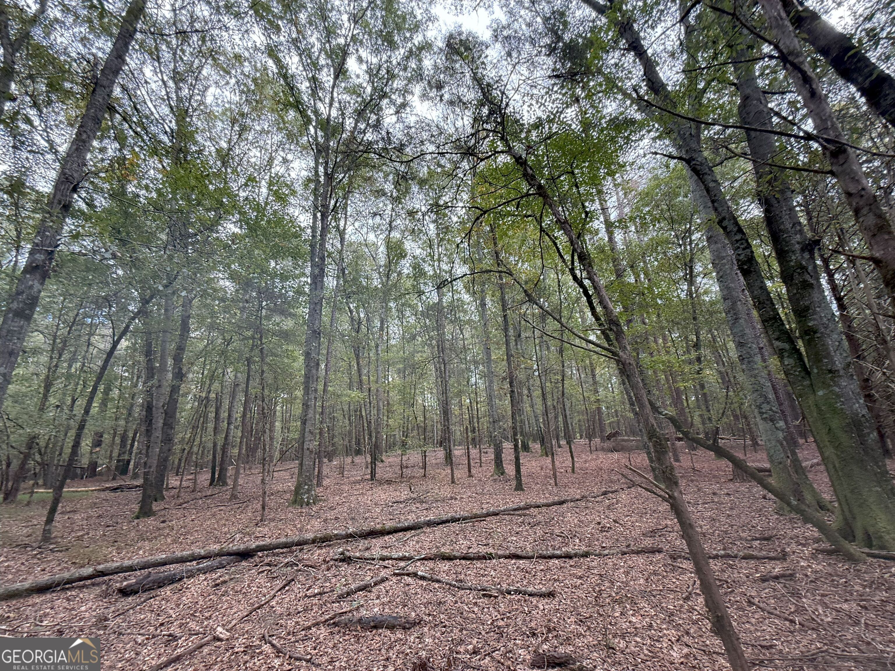 4 Jefferson River Road Athens, GA 30607 - Photo 19 of 30 a view of a yard with trees