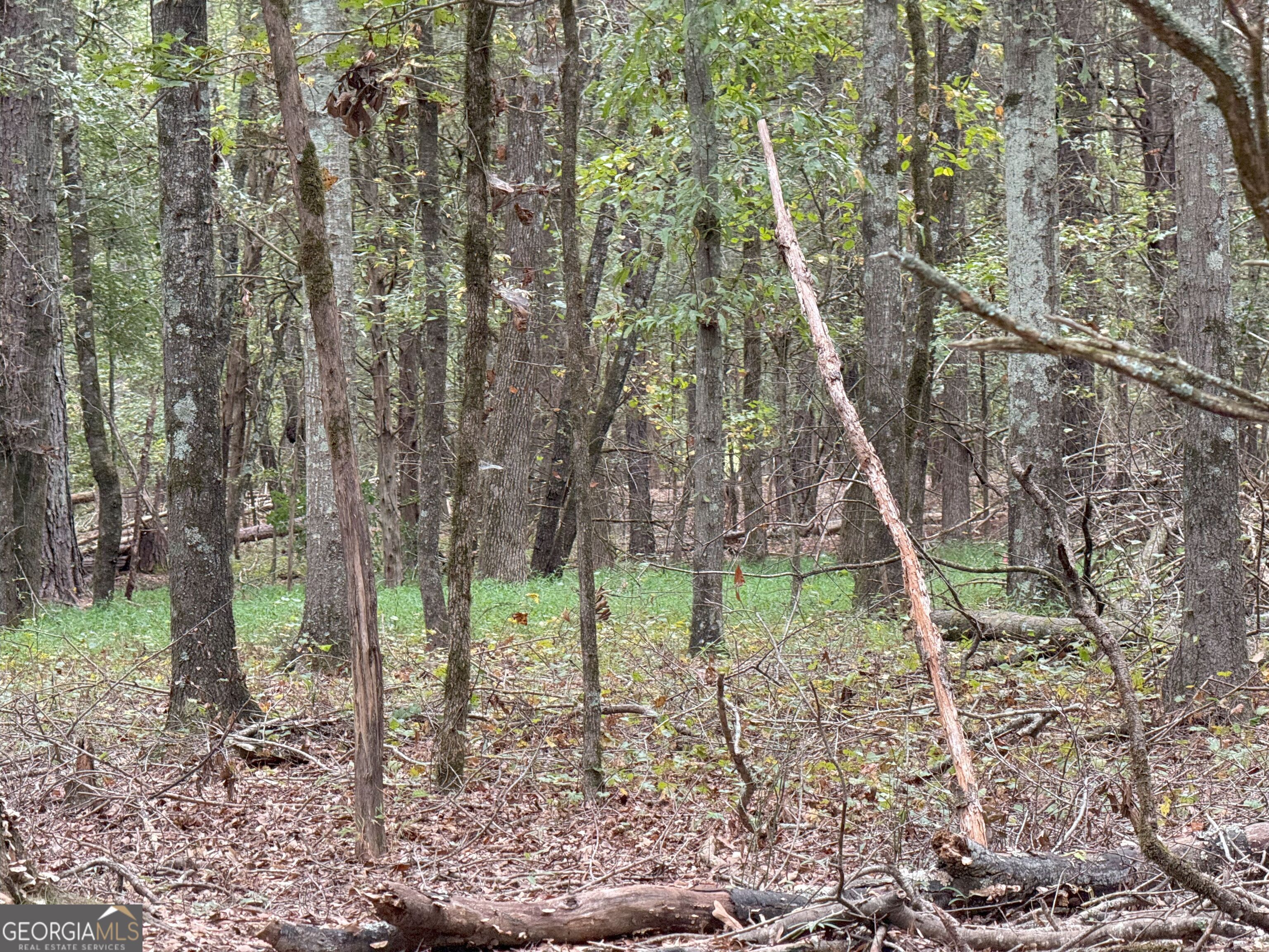 4 Jefferson River Road Athens, GA 30607 - Photo 21 of 30 a backyard of a house with lots of trees