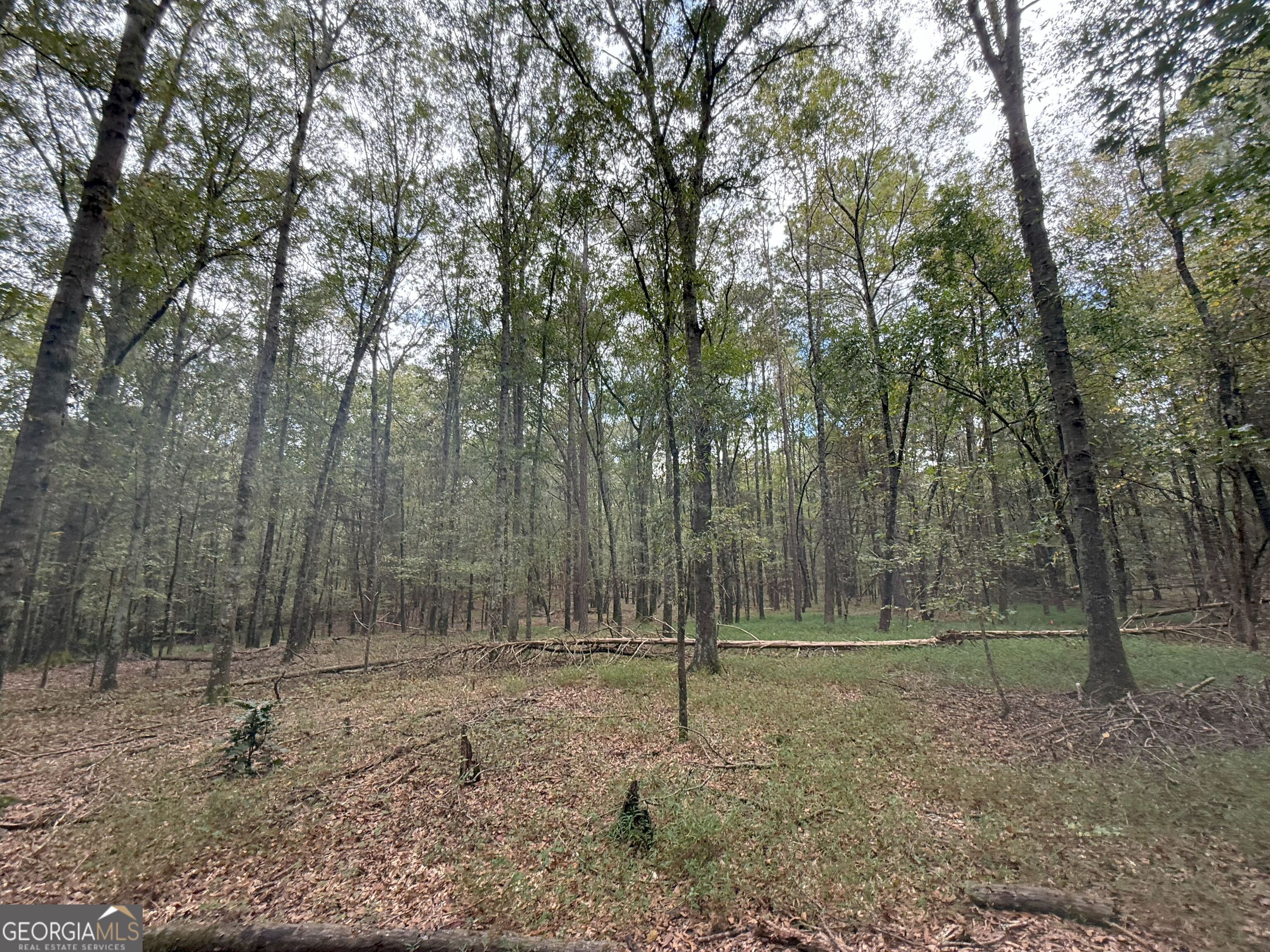 4 Jefferson River Road Athens, GA 30607 - Photo 22 of 30 a view of outdoor space with trees