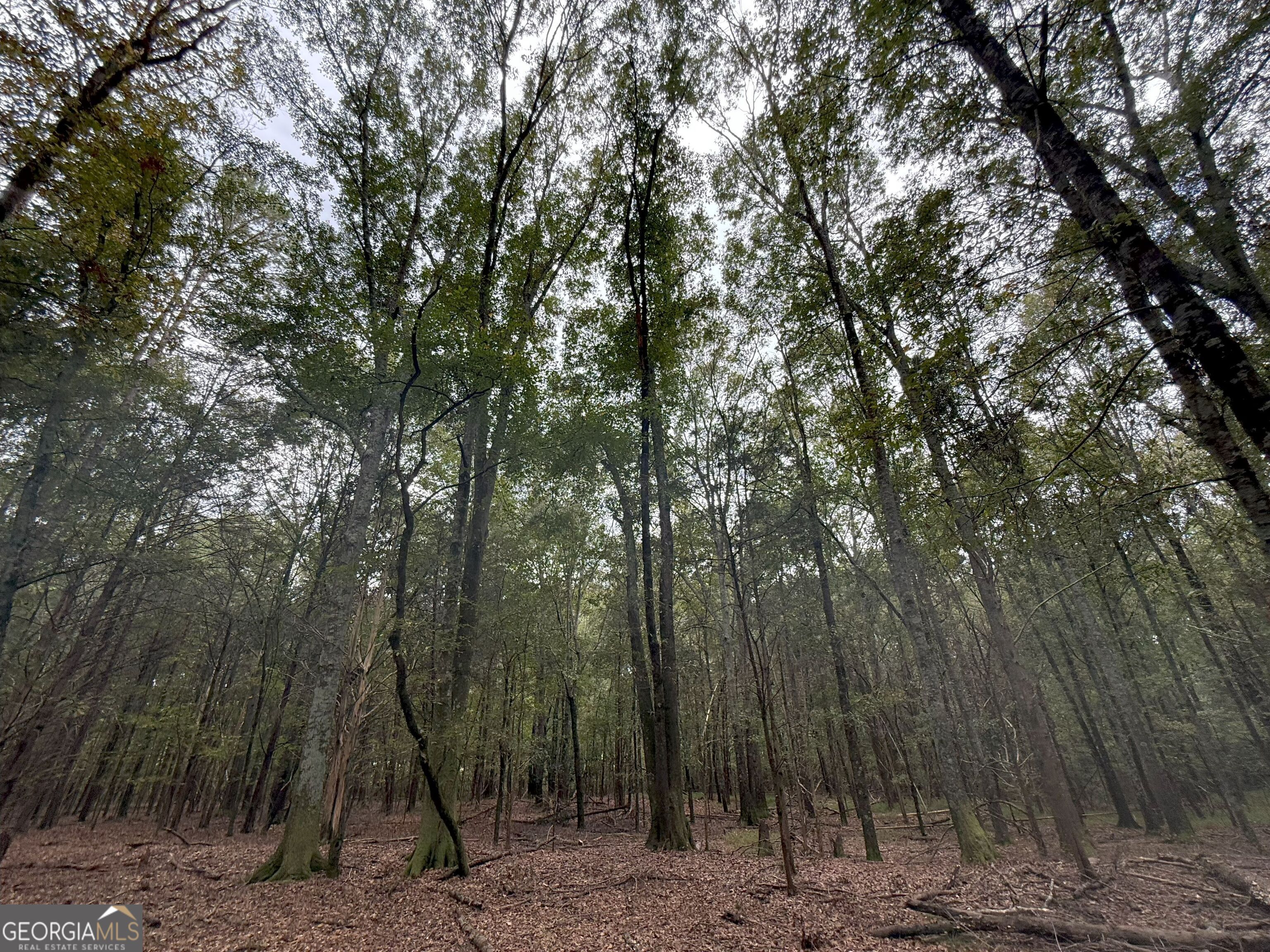 4 Jefferson River Road Athens, GA 30607 - Photo 23 of 30 a view of a forest with trees