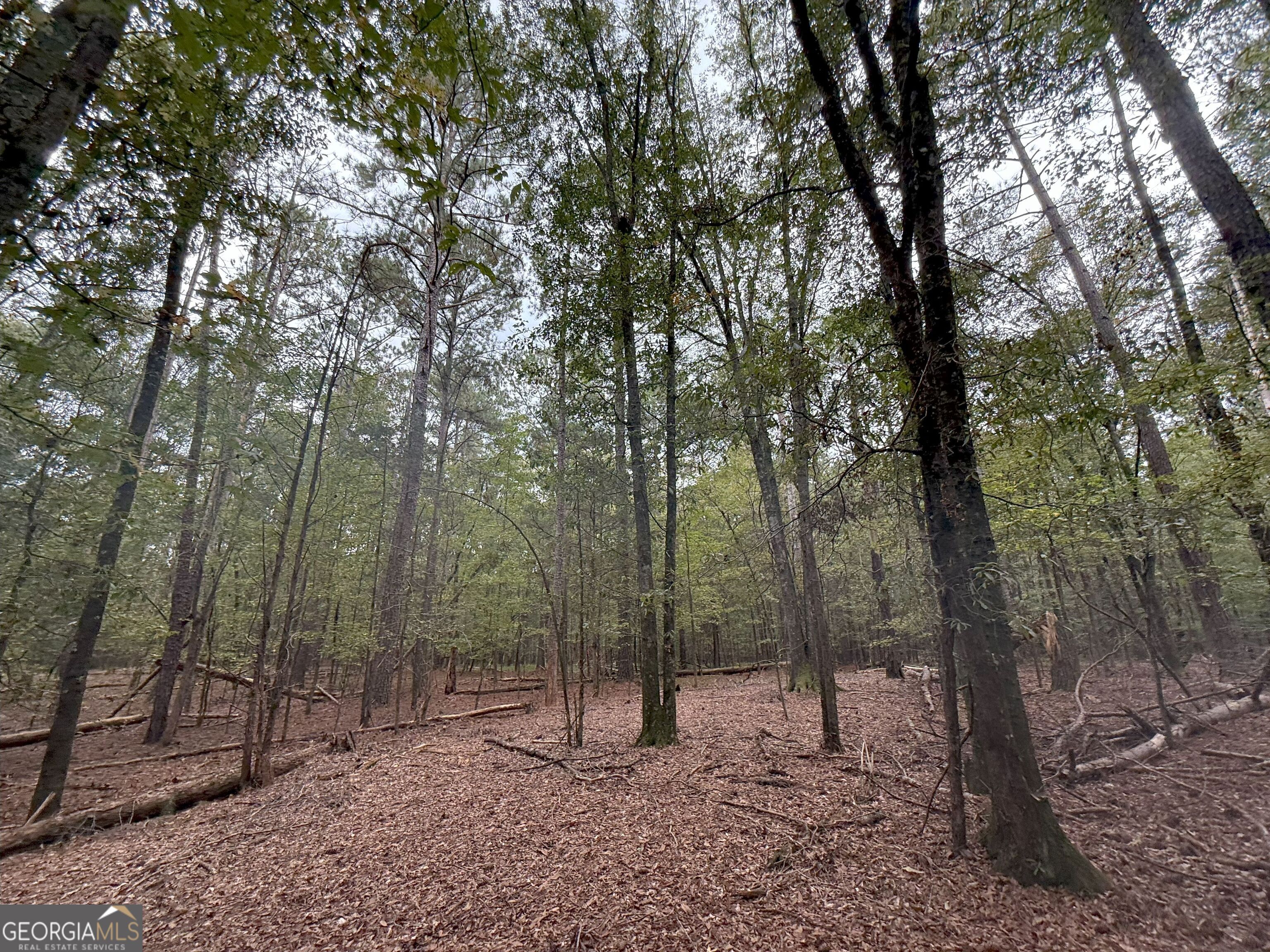 4 Jefferson River Road Athens, GA 30607 - Photo 24 of 30 a view of outdoor space with lots of trees