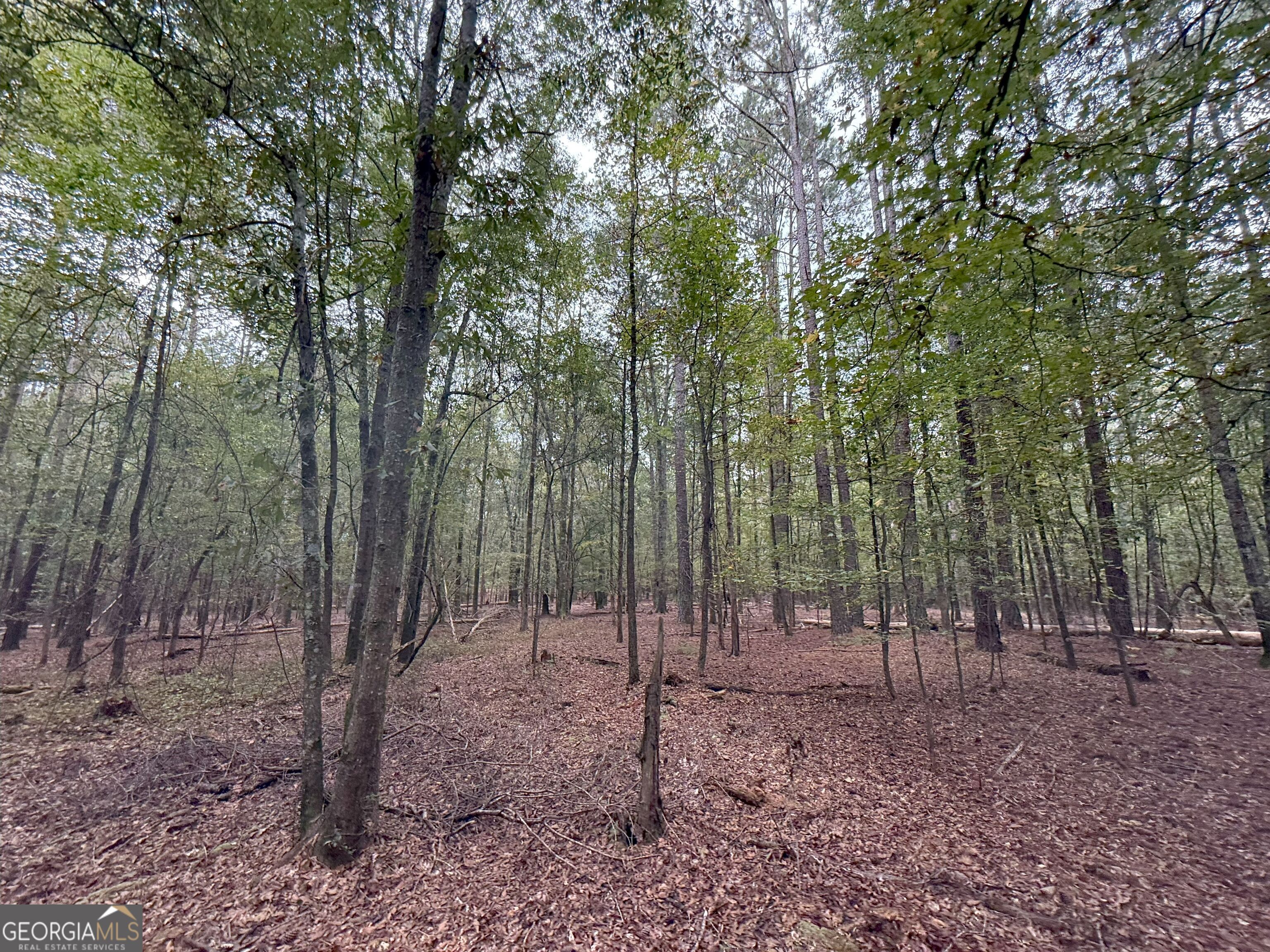 4 Jefferson River Road Athens, GA 30607 - Photo 28 of 30 a view of outdoor space with lots of trees