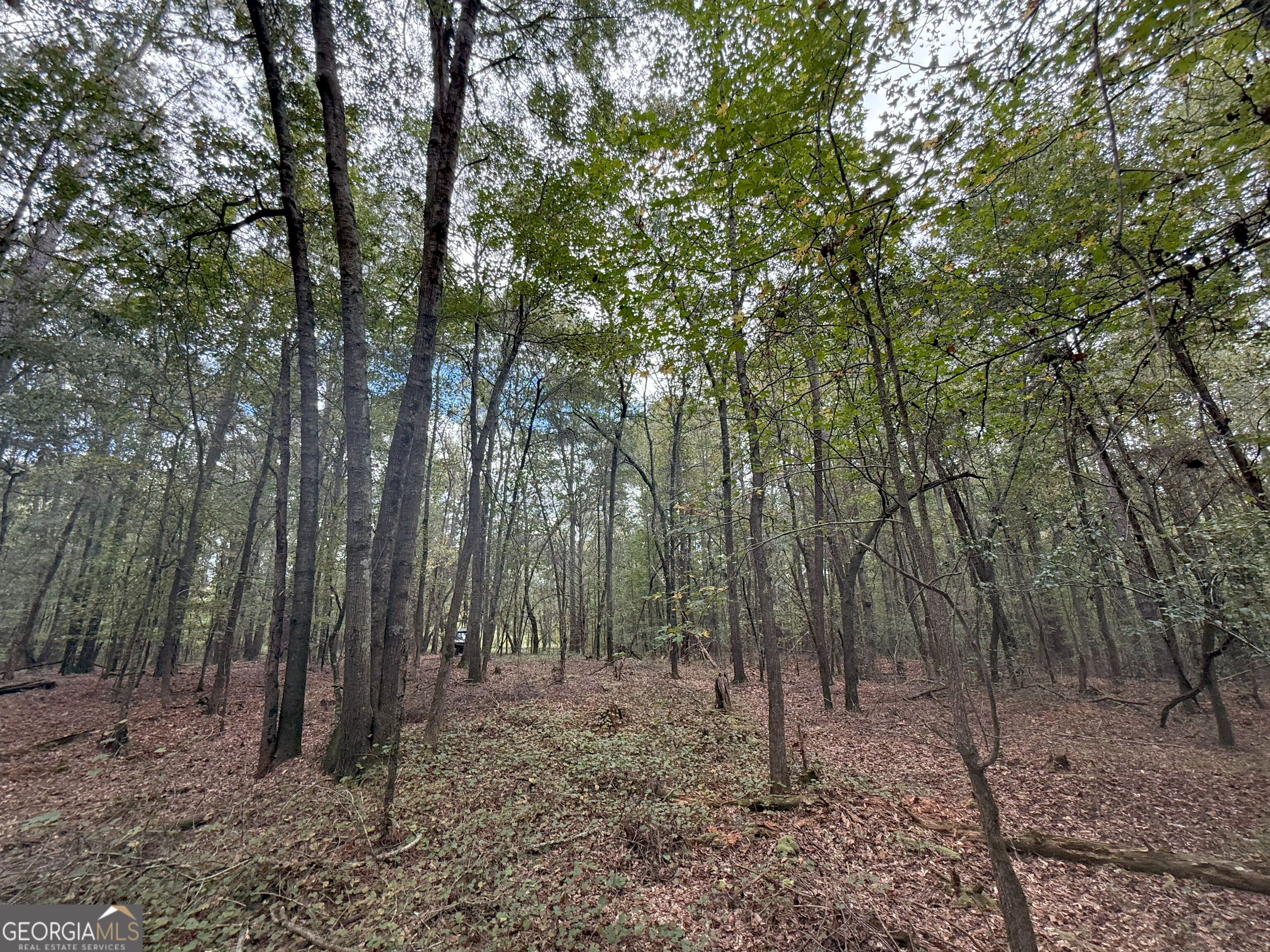 4 Jefferson River Road Athens, GA 30607 - Photo 3 of 30 a view of a forest filled with trees