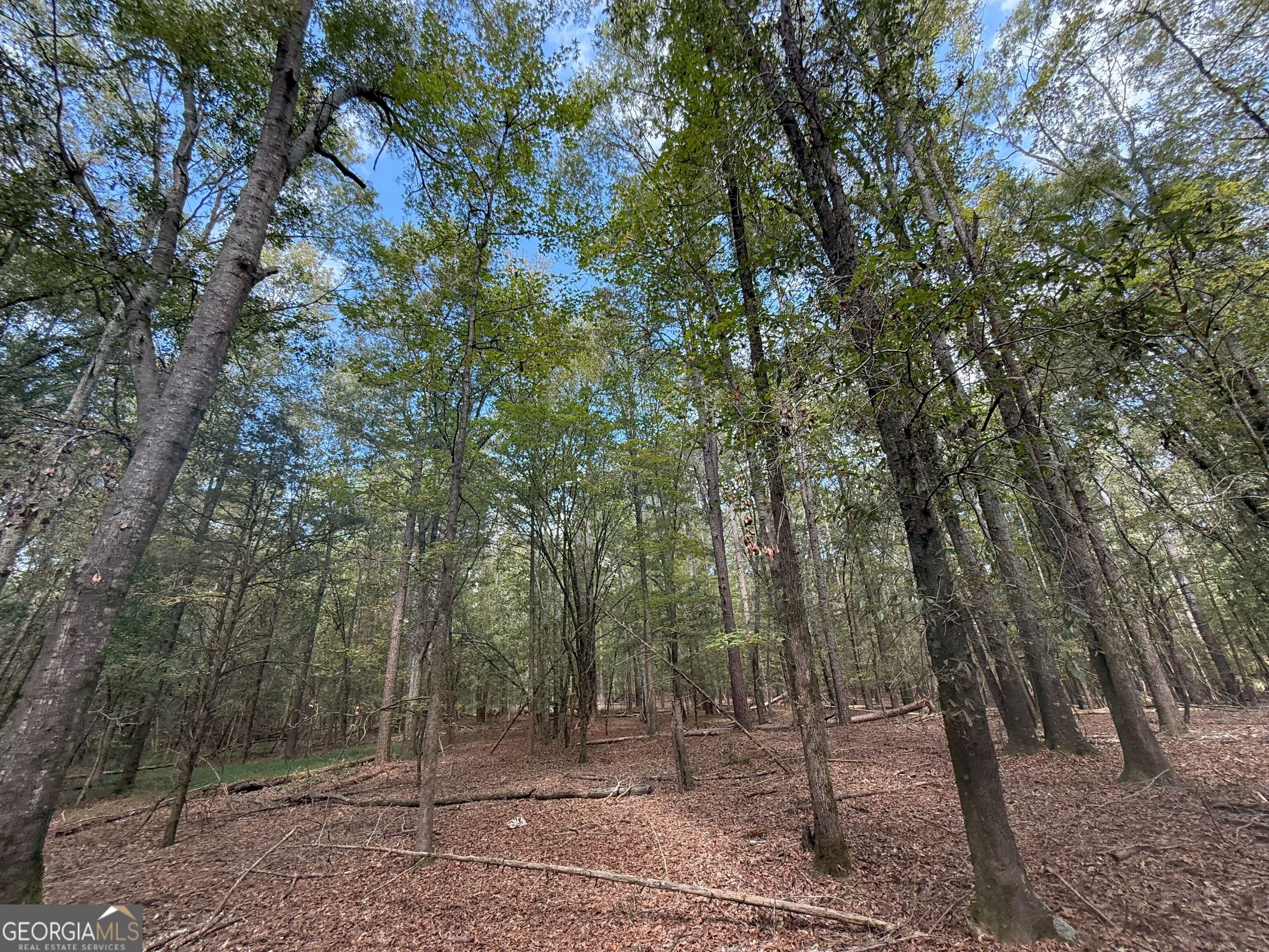 4 Jefferson River Road Athens, GA 30607 - Photo 7 of 30 a view of a forest with trees