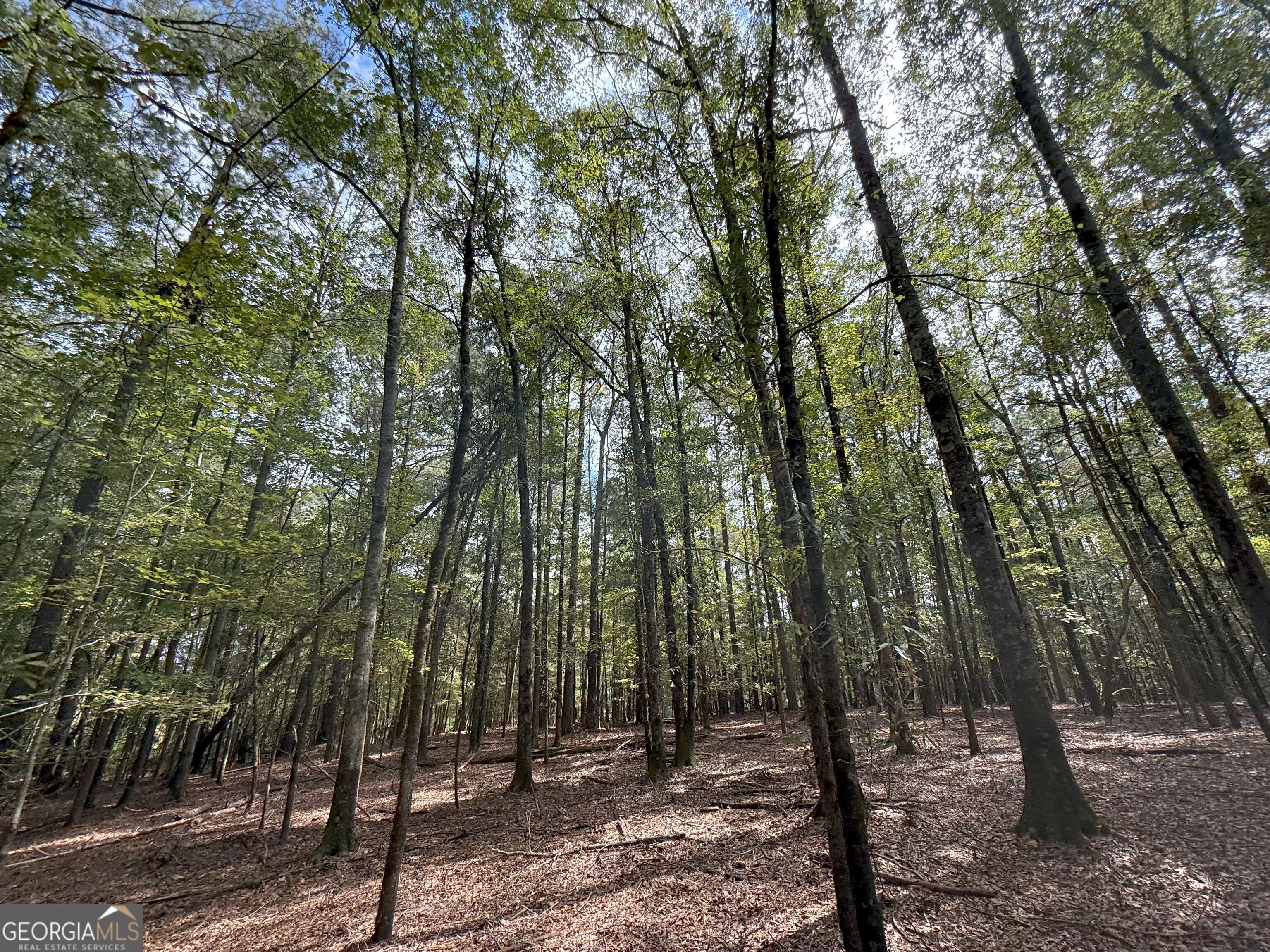 4 Jefferson River Road Athens, GA 30607 - Photo 8 of 30 a view of outdoor space and yard
