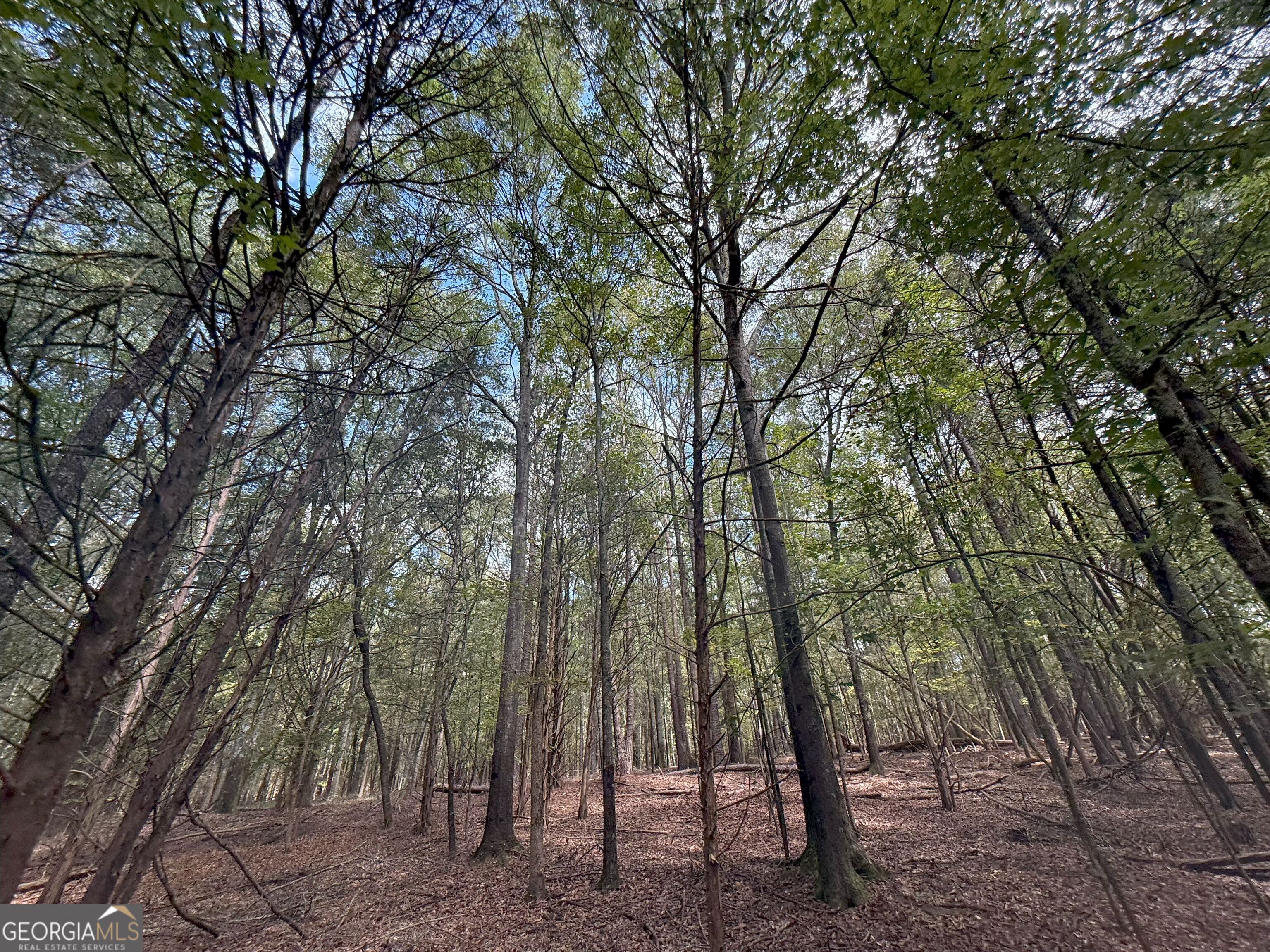 4 Jefferson River Road Athens, GA 30607 - Photo 9 of 30 a view of forest