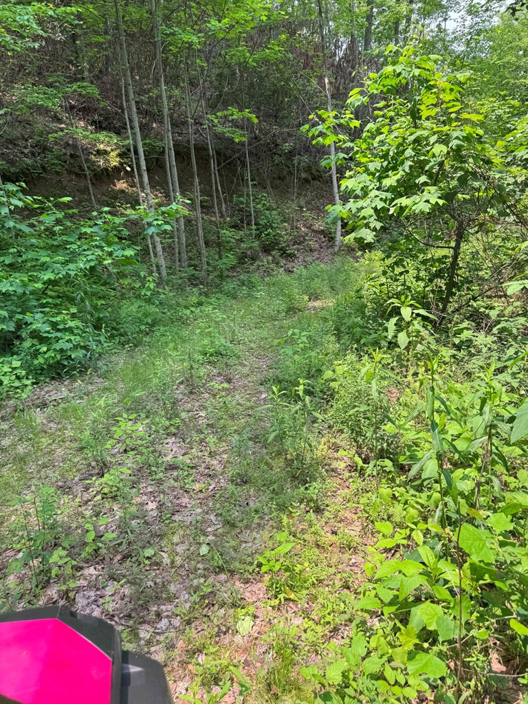 88-acres Bolden Branch Road Andrews, NC 28901 - Photo 18 of 34
