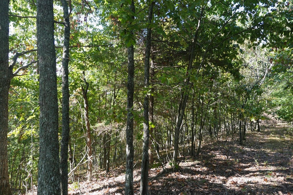 Tbd Hall Hollow Road, Unit 1 Austinville, VA 24312 - Photo 32 of 76 Gallery Image 32