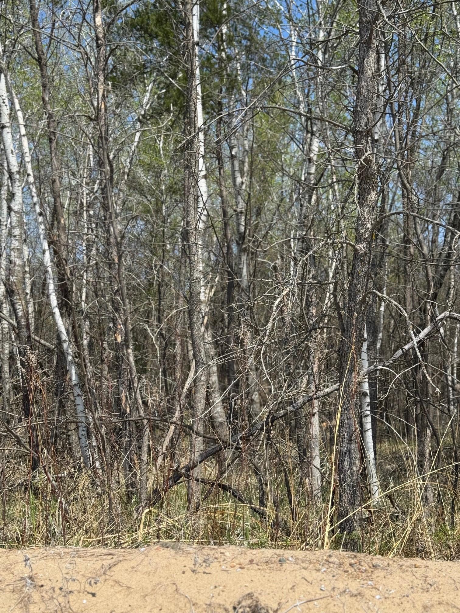 Tbd Lakeview Lane Merrifield, MN 56465 - Photo 3 of 4