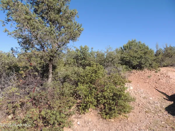 a view of a forest with a tree in the background