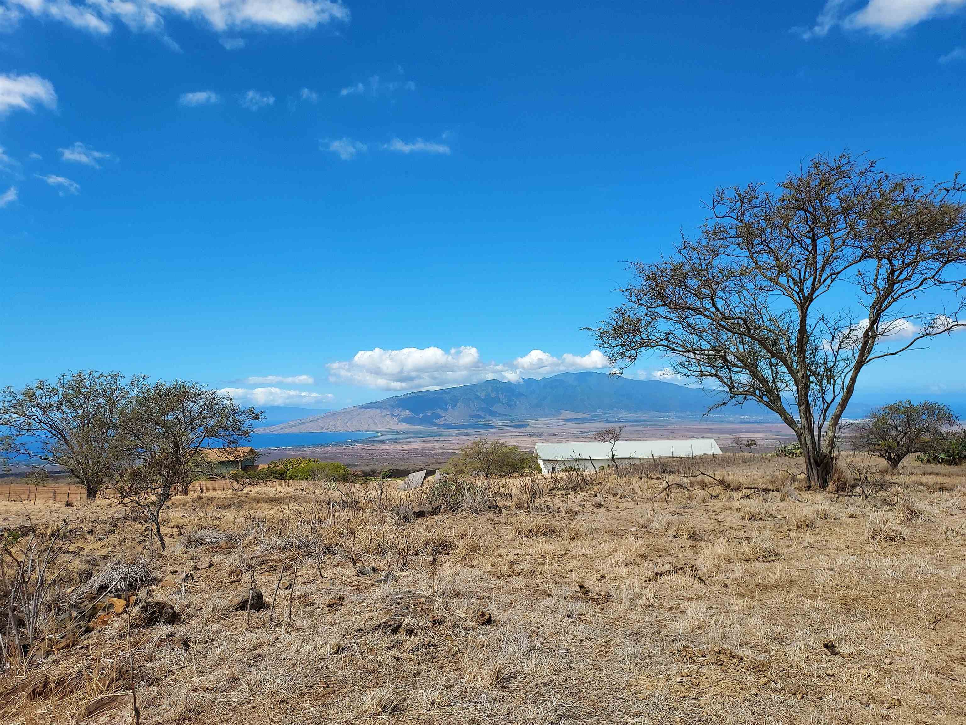 1584 Naalae Road Kula, HI 96790 - Photo 1 of 13 a view of a dry yard with trees