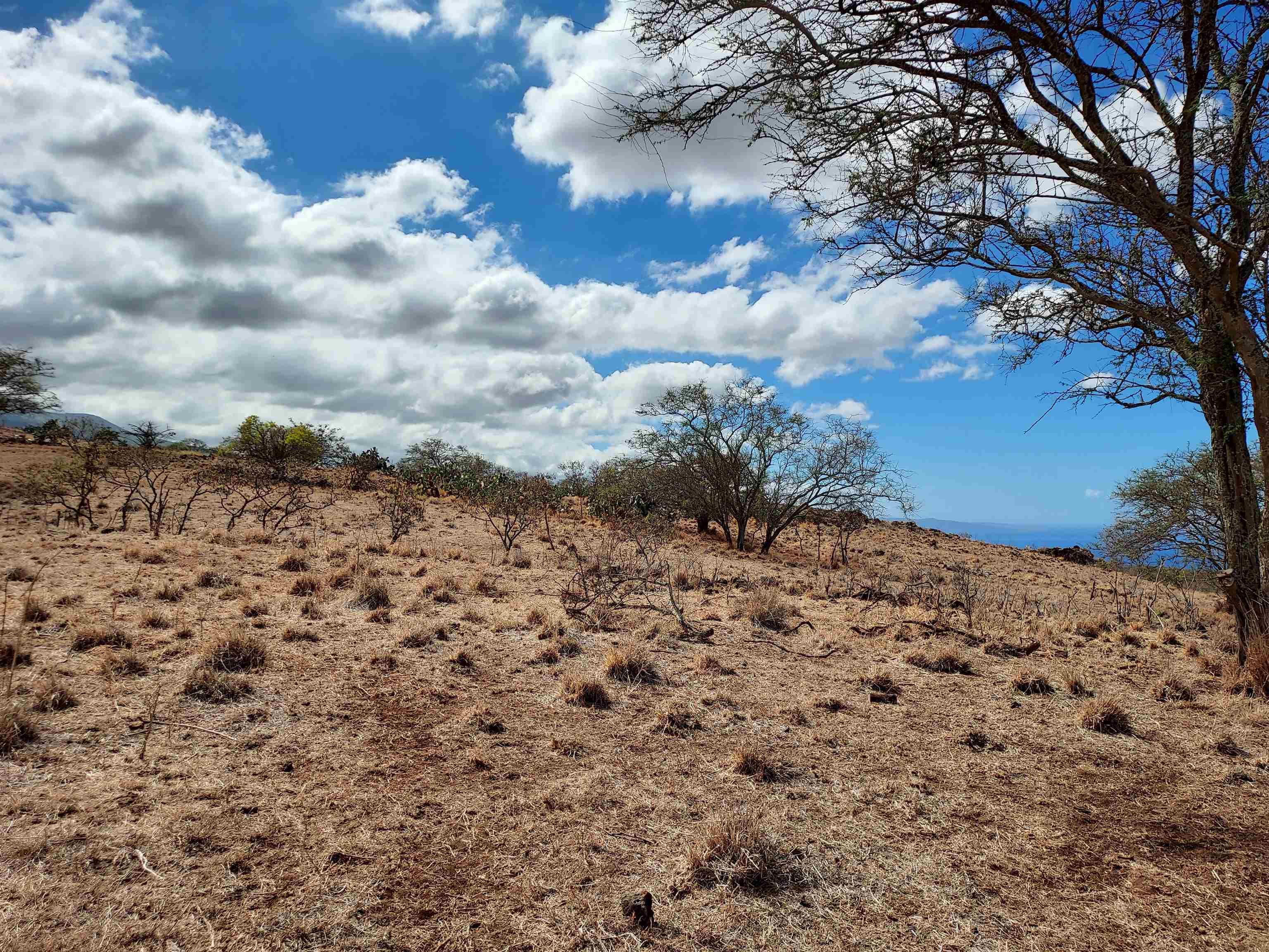 1584 Naalae Road Kula, HI 96790 - Photo 6 of 13 a view of a dry yard covered with snow