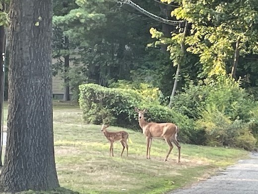 2 Darby Court Natick, MA 01760 - Photo 37 of 39