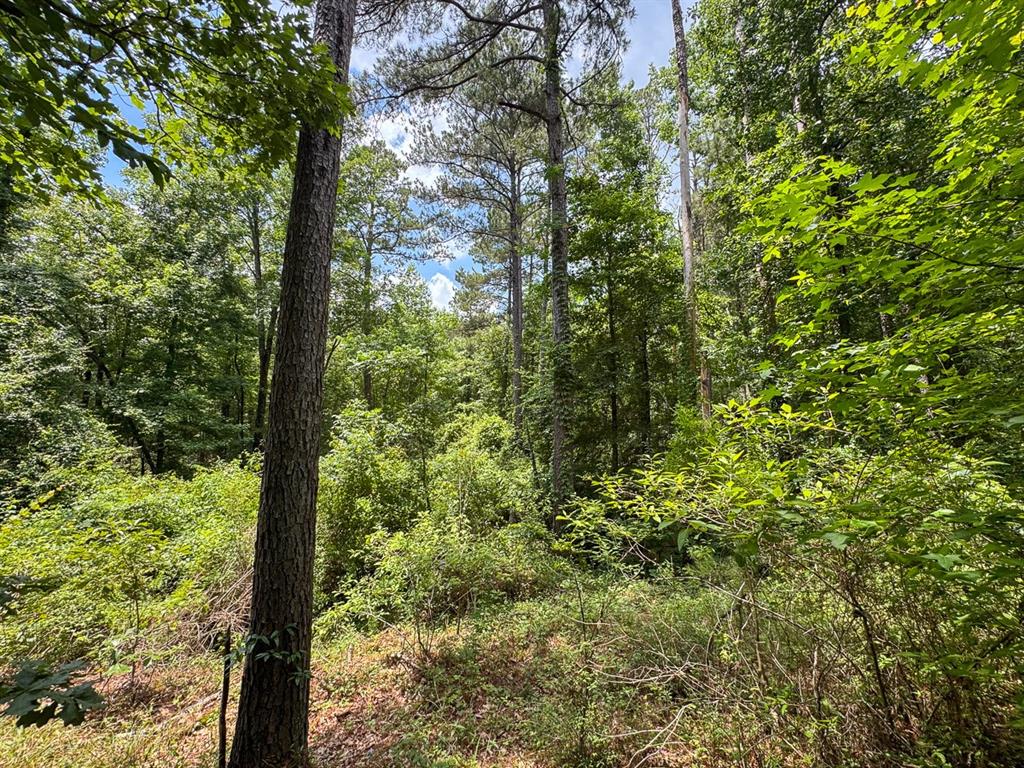 2 Posey Webb Camp Road Jonesville, LA 71343 - Photo 7 of 13
