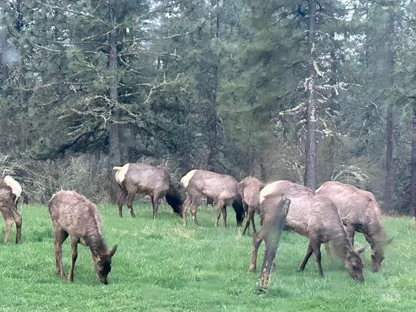 $745,000 | 637 Leitch Creek Road, Kooskia, ID 83539