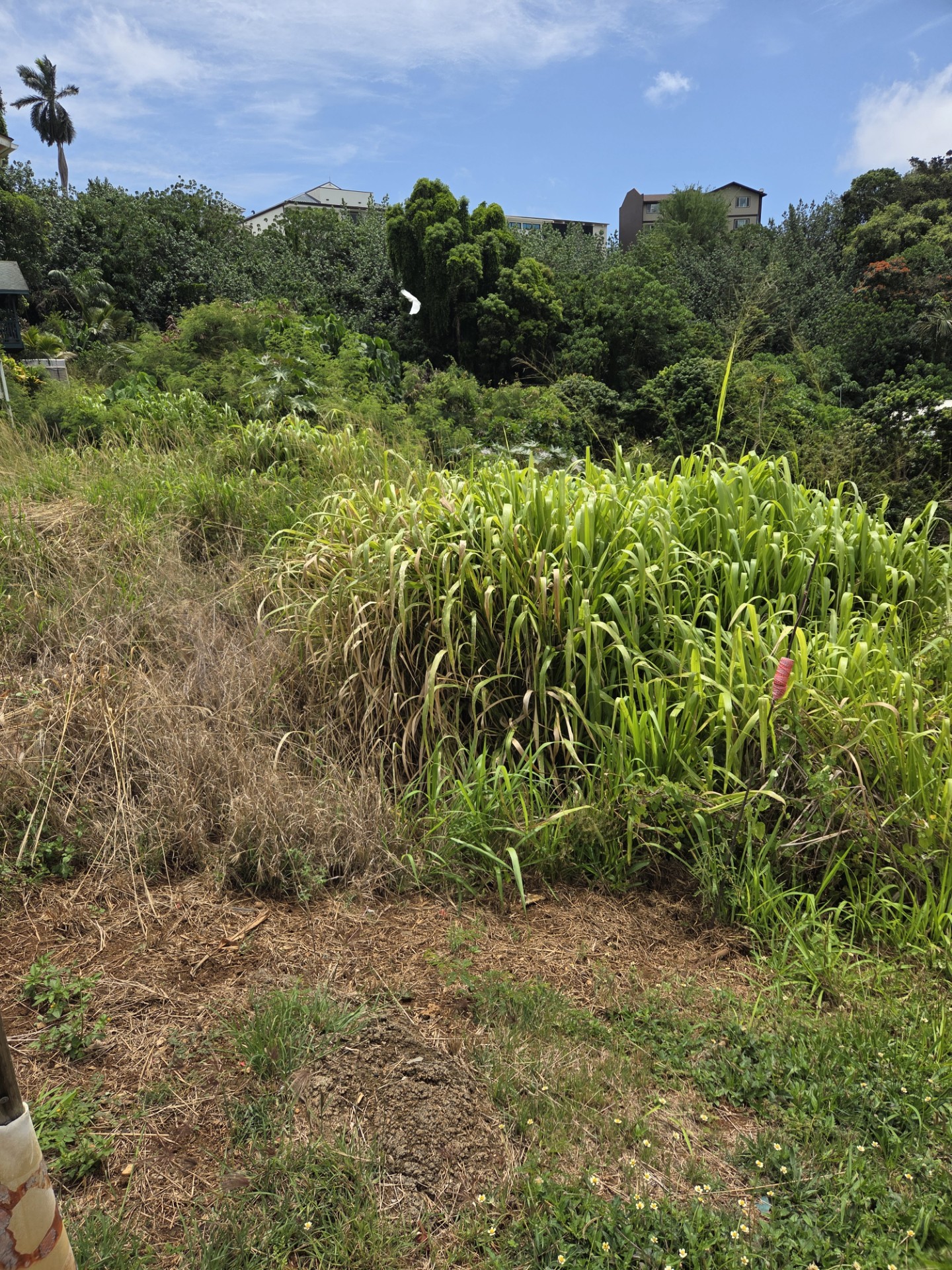 2928 Lot 5-i Waa Road Lihue, HI 96766 - Photo 4 of 9 a view of a field with a tree